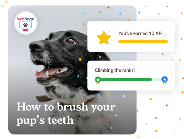Image of Dog with caption 'How to brush your pup's teeth' and reward visuals for completing the activity.