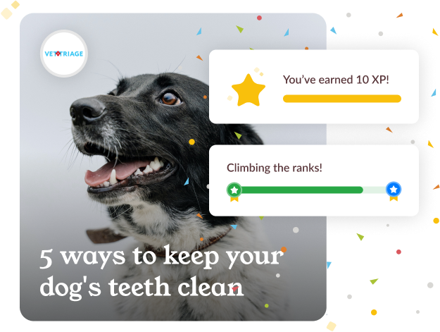 Image of Dog with caption '5 ways to keep your dog's teeth clean' and reward visuals for completing the activity.