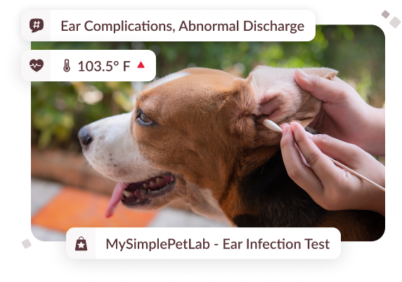 Image of a dog getting an ear swab for a lab test.